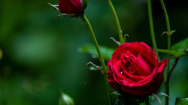 Lyserød, Blomst Tapet, Smukke Blomster