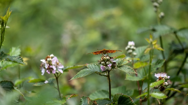 Sommerfugl, Flyvning, Brombær, Grøn