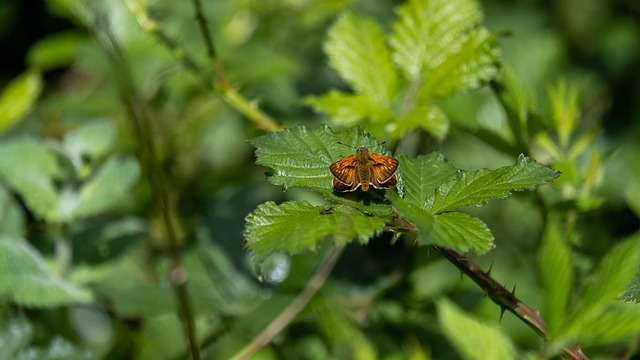 Sommerfugl, Flyvning, Brombær, Grøn