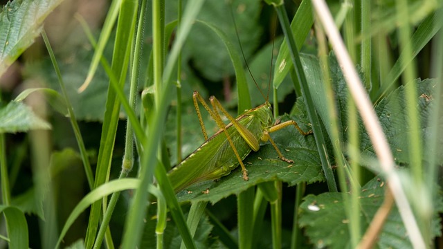 Græshoppe, Grøn, Insekter, Natur