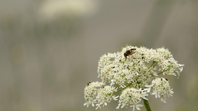 Vild Gulerod, Blomst, Hvid, Flyve