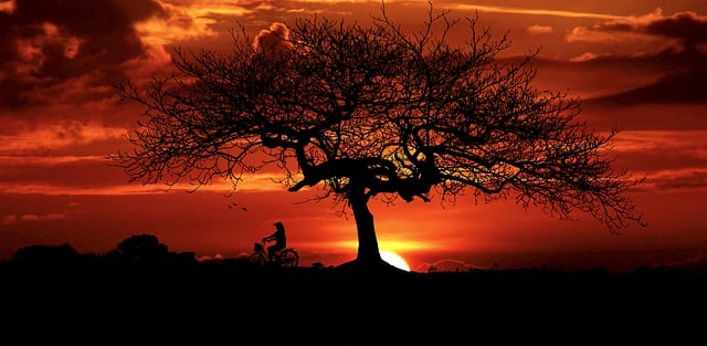 Free sunset tree landscape illustration
