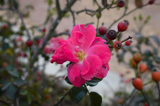Free Flower Rose photo and picture