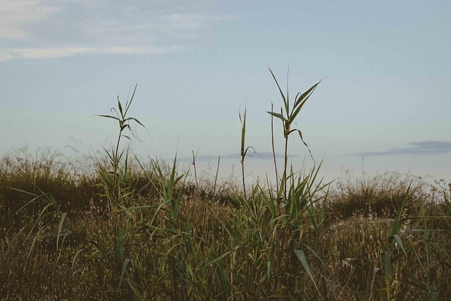 Free Grass Leaves photo and picture