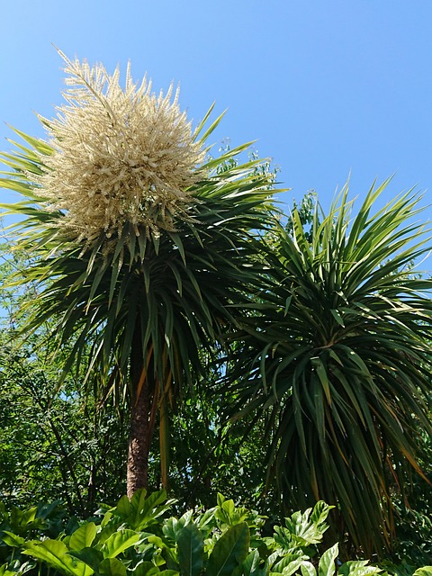 Free Cordyline Sky photo and picture