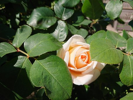 Free Rose Garden photo and picture