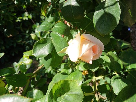 Free Rose Garden photo and picture
