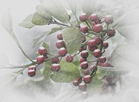 Vinter, Snø, Bær, Kald, Vinterlig, Frost