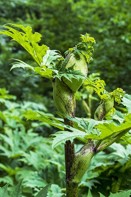 Free Dangerous Plant Grass photo and picture