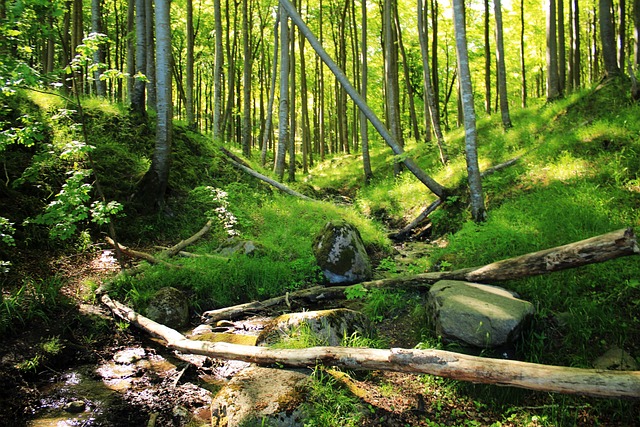 Free Bach National Park photo and picture