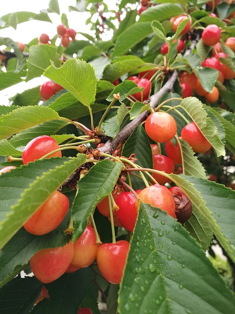Free Cherry Cherry Tree photo and picture