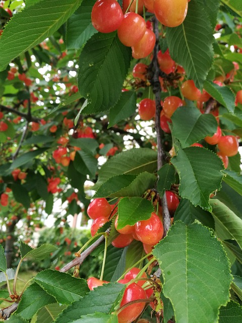 Free Cherry Cherry Tree photo and picture