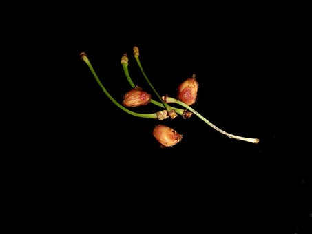 Free Cherry Cherry Stones photo and picture