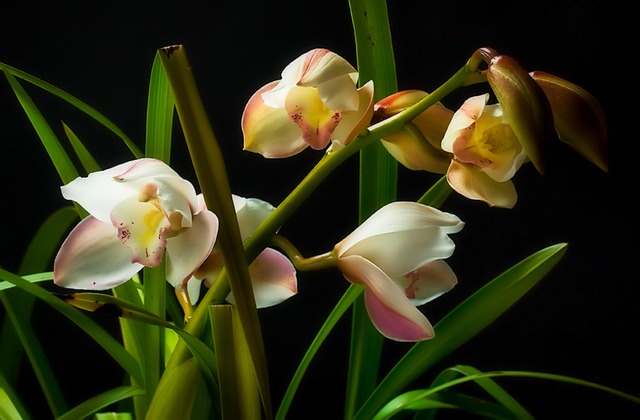 Free Orchids Flowers photo and picture