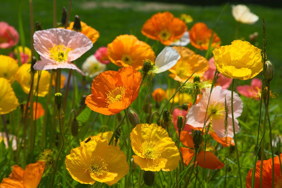 Flower Colour Multicoloured Free photo on Pixabay