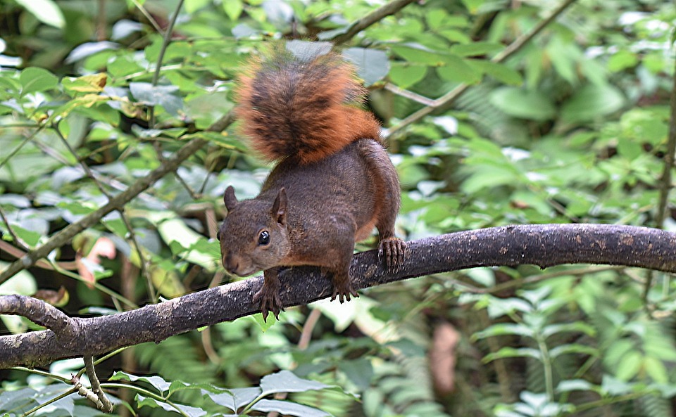 Wikd Squirrel Wild Squirrel From Buga Colombia - Free photo on Pixabay - Pixabay