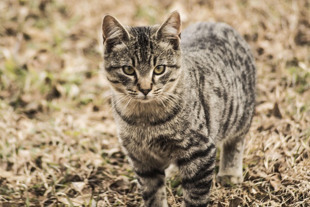Free Cat House-Cat photo and picture