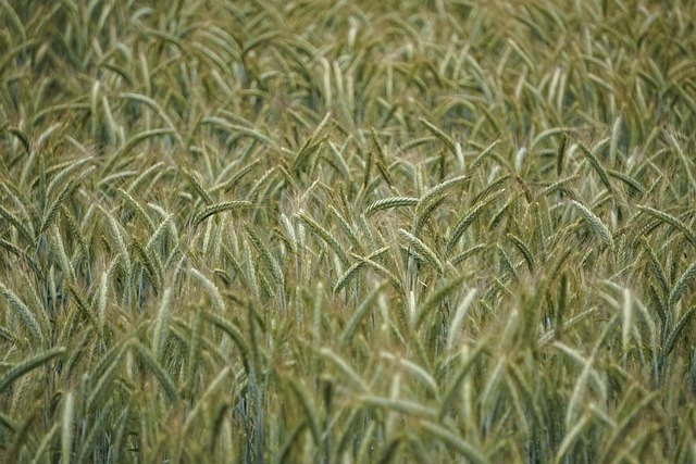 Free Wheat Triticale photo and picture