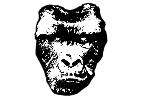 Gorilla, Abe, Dyr, Pattedyr, Primat