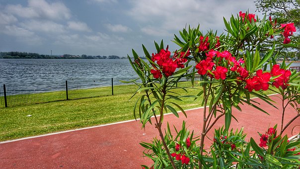 Blumen, Laguna, Pflanze, Garten