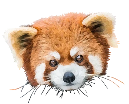 Rød Panda, Bjørn, Panda, Pattedyr, Zoo