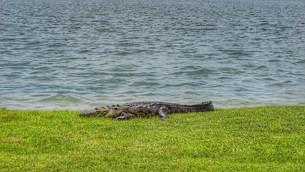 Laguna, Krokodil, Natur, Alligator