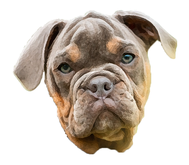 Bulldog, Hund, Hundehvalp, Kæledyr, Sød