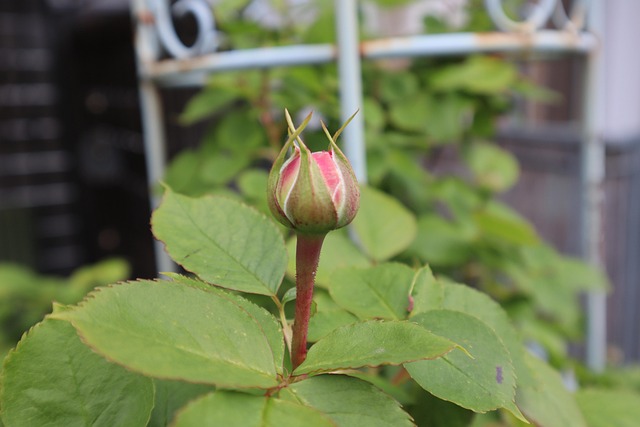 Free Rose Bud photo and picture