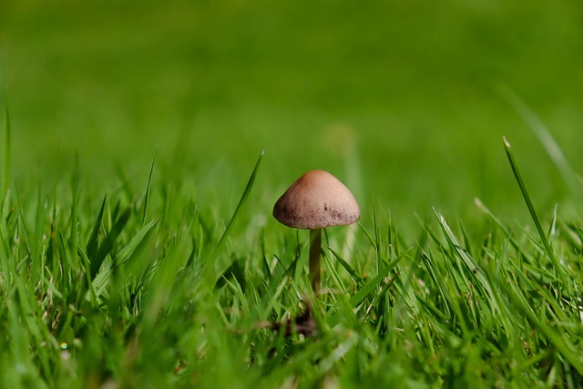 Free Mushroom Green photo and picture