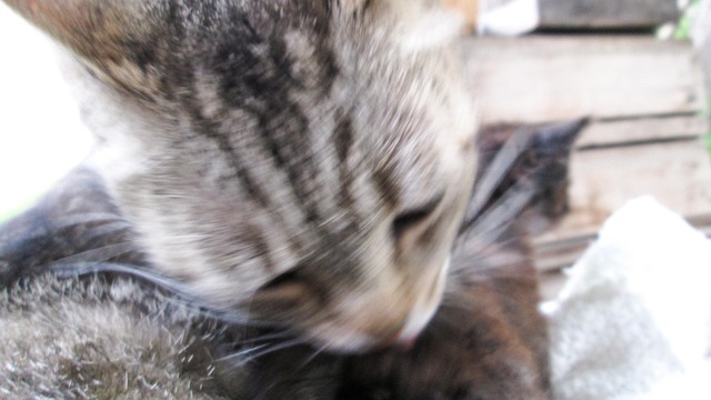 Free Cat Artistic photo and picture