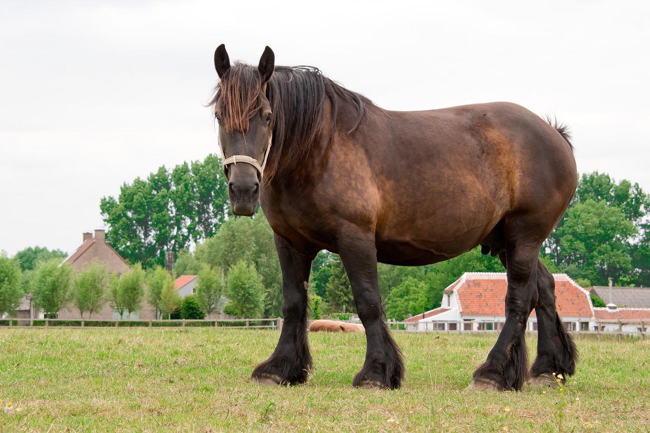 Horse Farm Draft Free photo on Pixabay Pixabay