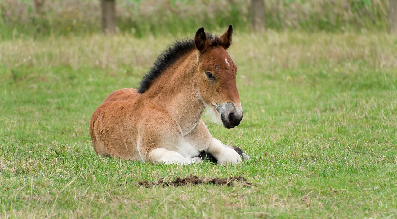 Horse - free online jigsaw puzzle photo