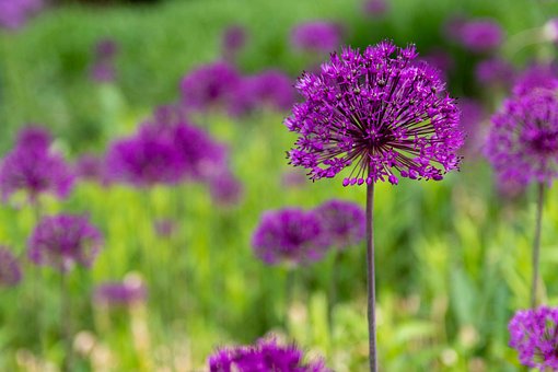 Allium, Cebola Ornamental, Roxa