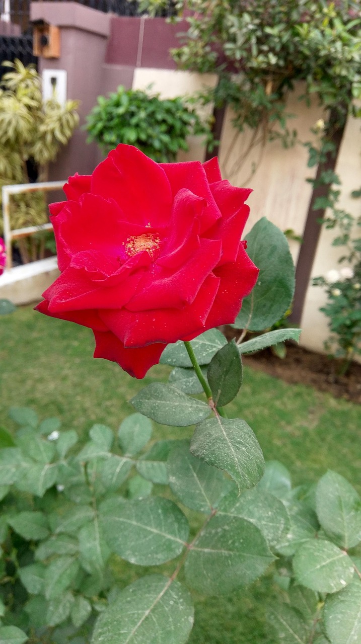 Rose Flower Love Free photo on Pixabay Pixabay