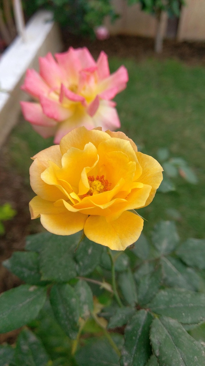 Rose Flower Love Free photo on Pixabay Pixabay