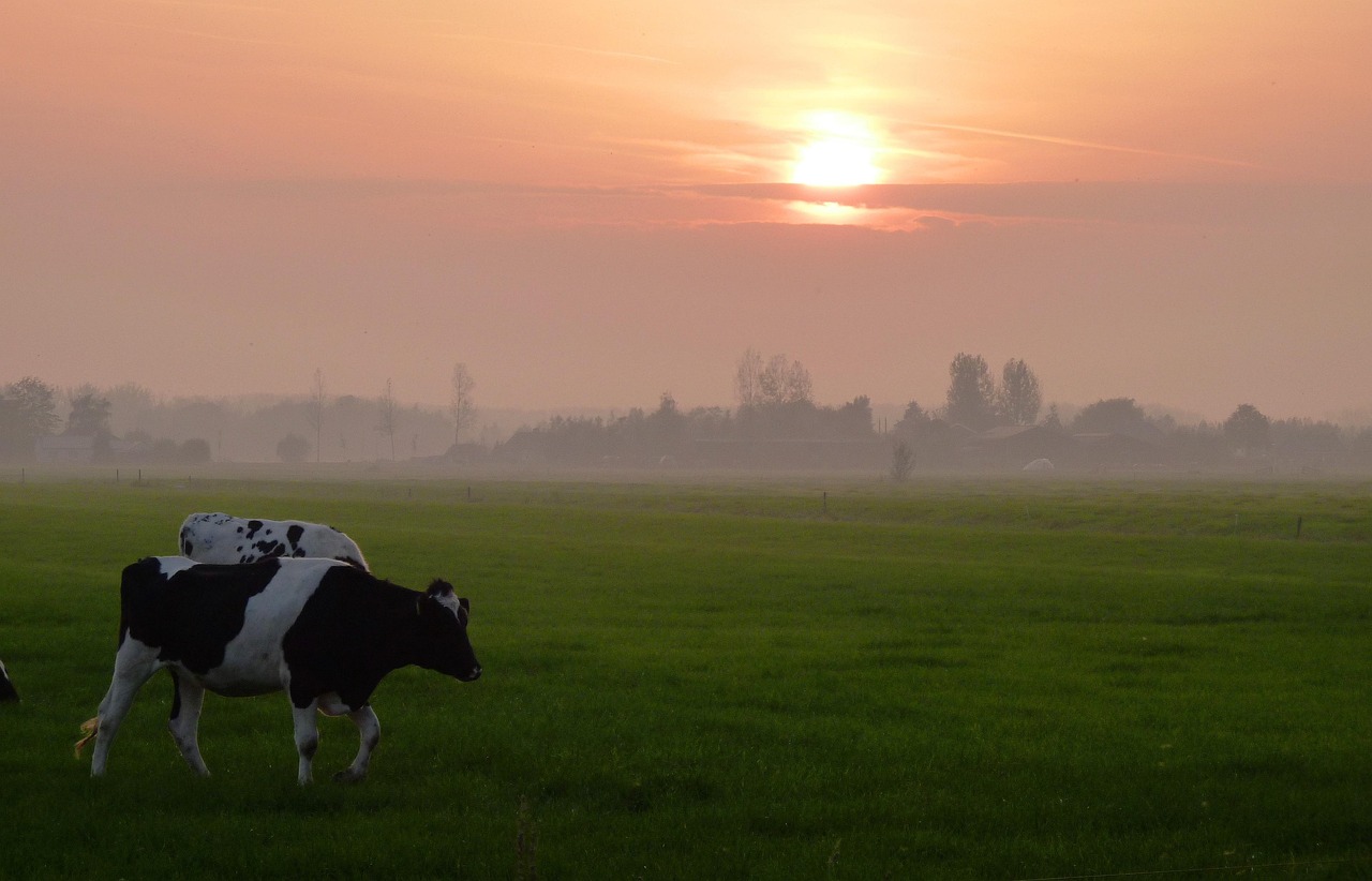Meadow - free online jigsaw puzzle photo