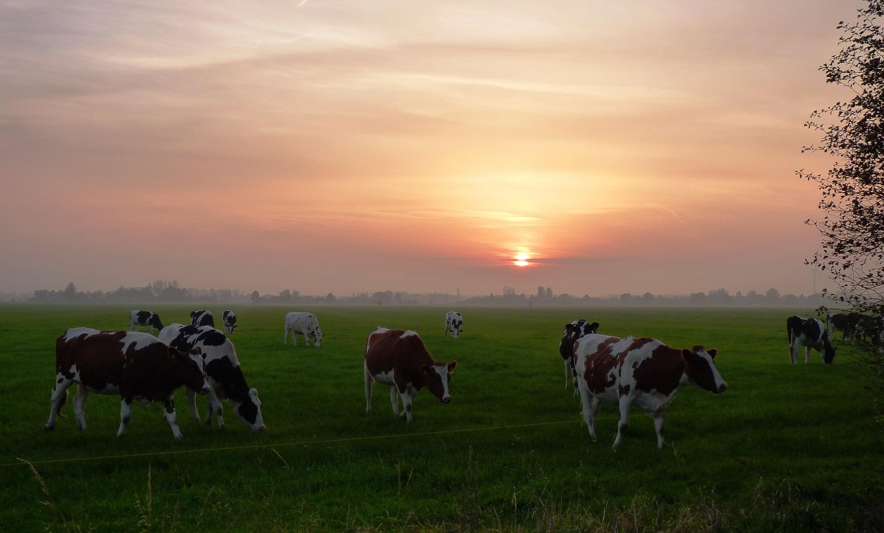 Meadow - free online jigsaw puzzle photo