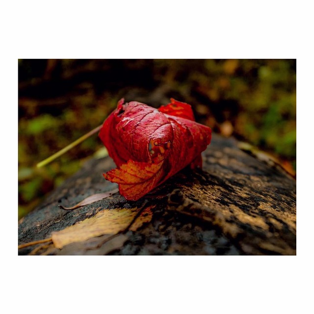 Free Fall Tree photo and picture