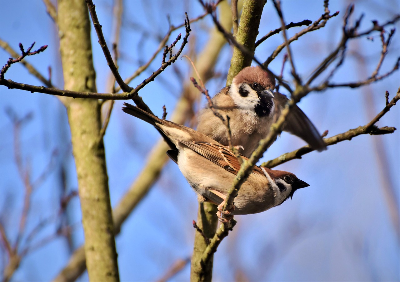 Sparrow Sperling Bird Little Free photo on Pixabay Pixabay