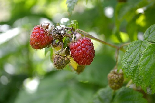 Zmeură, Natura, Roșu, Zmeura, Fructe