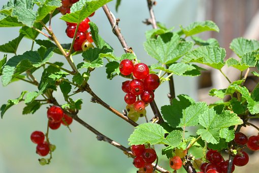 Coacăz Roşu, Coacăz, Coacăze, Fructe
