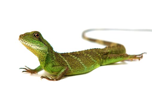 Free Lizard Beach photo and picture
