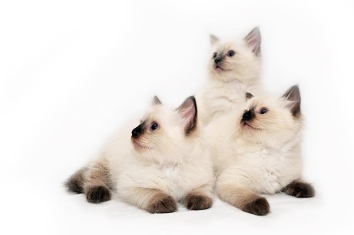 Free Cats Kitten photo and picture
