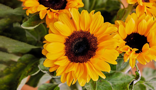 Solsikke, Blomst, Sommer, Canon Macro