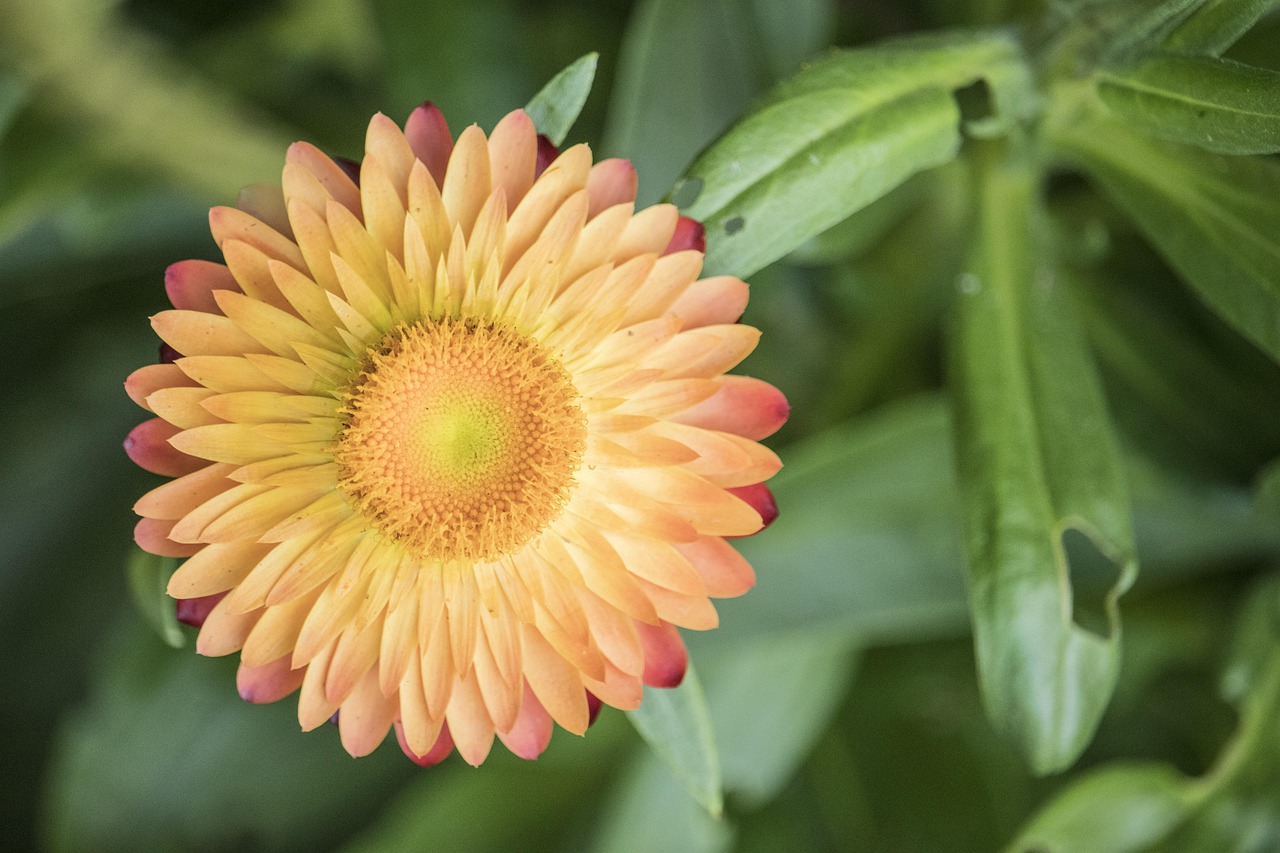Radial Flower Petals Free photo on Pixabay Pixabay