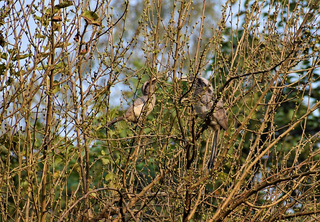 자연, Hornbill, 새, 동물, 야생 동물, 청구서, 깃털