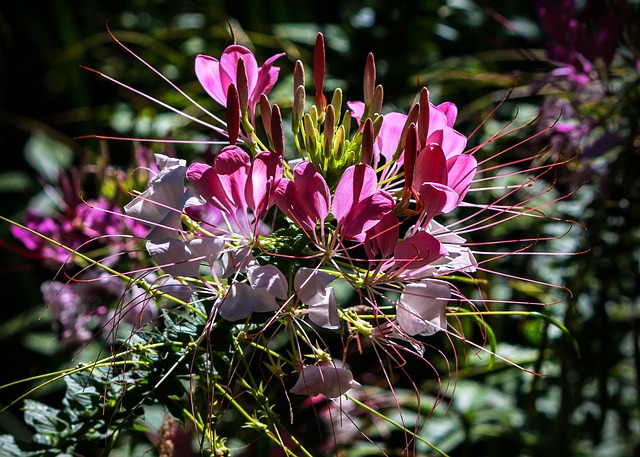 Spin Bloem, Cleome Hasslerina