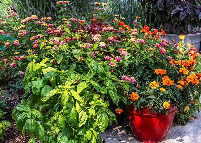 Kruidentuin, Keuken Tuin, Patio Bloemen