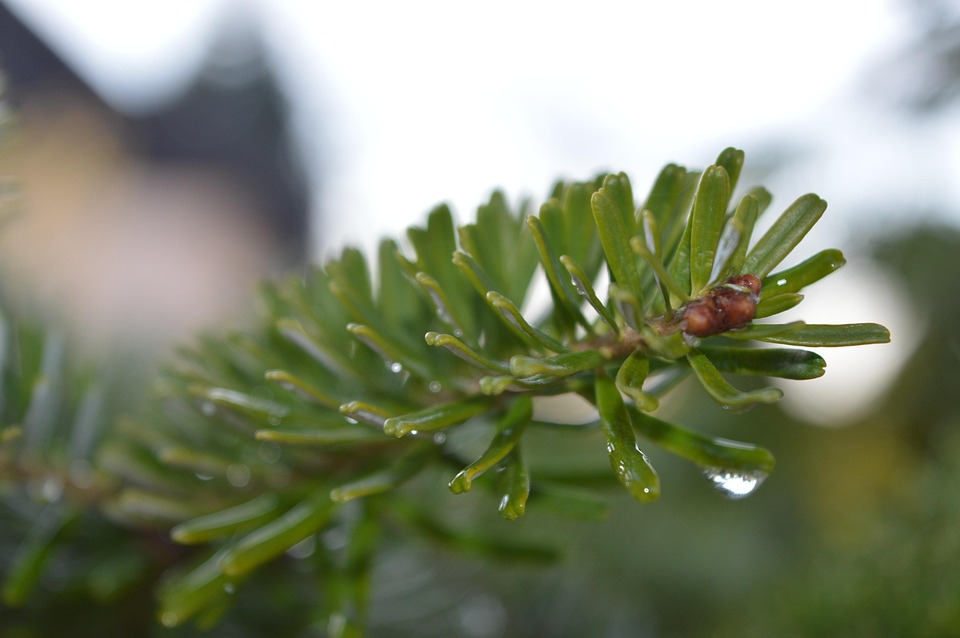 Tree Drop Nature - Free photo on Pixabay