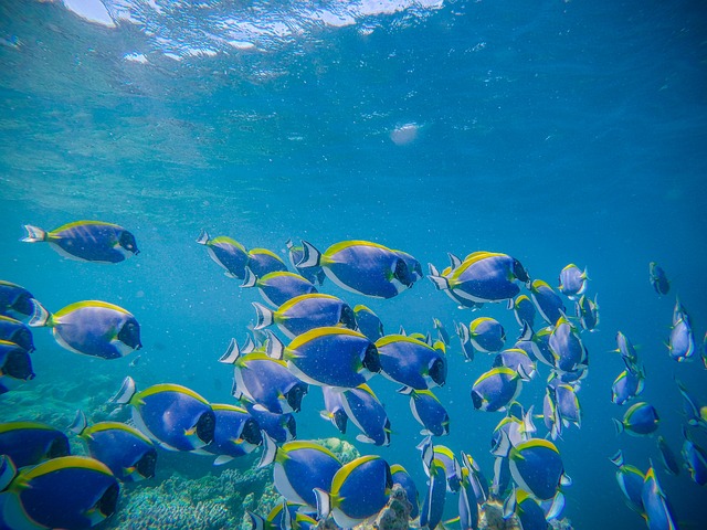 Free Fish Diving photo and picture